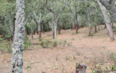 RUTA CIRCULAR: ALÁJAR – CASTAÑO DEL ROBLEDO – CASCADA DE JOYARANCÓN – BOSQUE DE LAS LETRAS – ALÁJAR